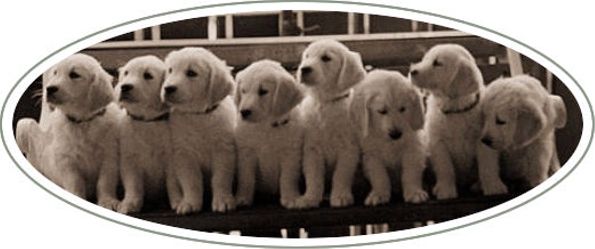 Link to Breeder / Z&uuml;chter / Eleveur