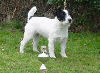 Link to Breeder / Z&uuml;chter / Eleveur