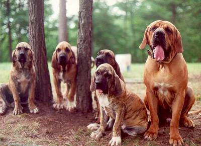 Link to Breeder / Z&uuml;chter / Eleveur