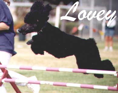 Link to Breeder / Z&uuml;chter / Eleveur