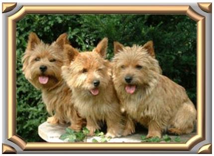 Link to Breeder / Z&uuml;chter / Eleveur