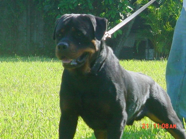 Link to Breeder / Z&uuml;chter / Eleveur