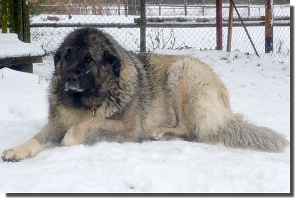 Link to Breeder / Z&uuml;chter / Eleveur