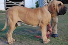 Link to Breeder / Z&uuml;chter / Eleveur
