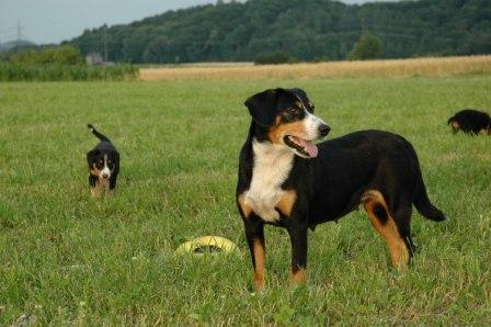 Link to Breeder / Z&uuml;chter / Eleveur