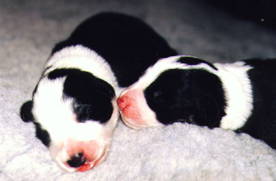 Link to Breeder / Z&uuml;chter / Eleveur