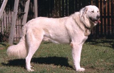 Akbash Dog breed | Photos, and trivia the breed