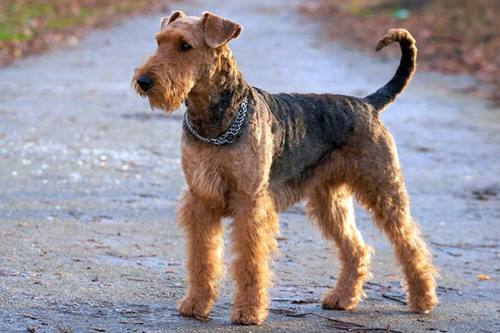 Airedale Terrier breed