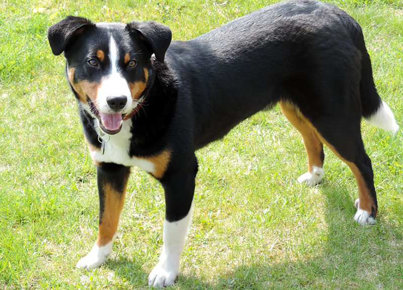 Appenzeller Sennenhund picture