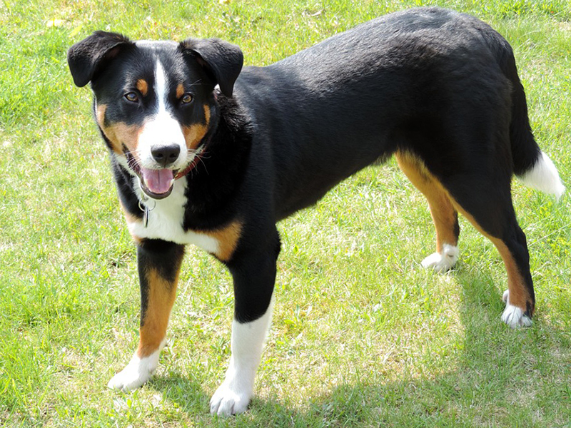 Appenzeller Sennenhund Breed Photos Temperaments And