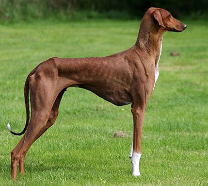 azawakh hound