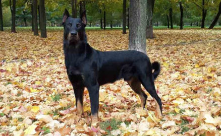 Beauceron breed | Photos, temperaments and trivia about the breed