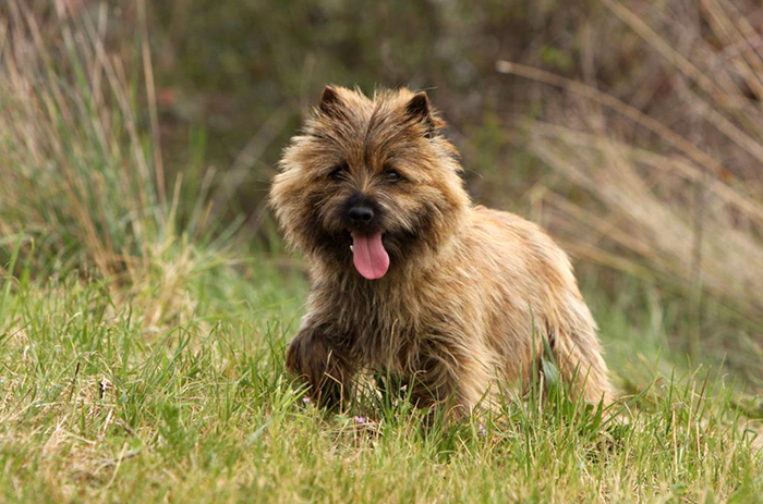 Cairn Terrier dog breed
