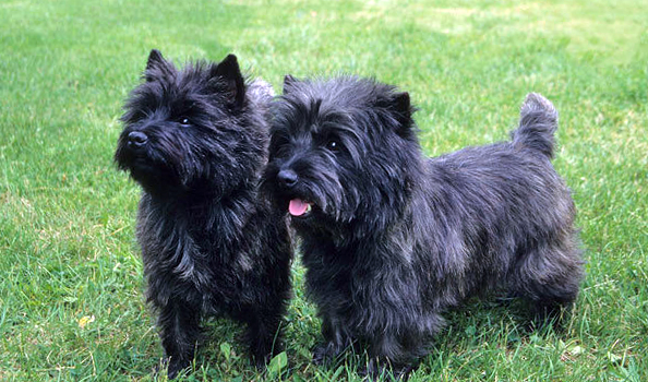 Cairn-Terrier