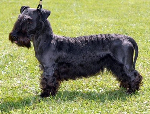 Cesky Terrier breed