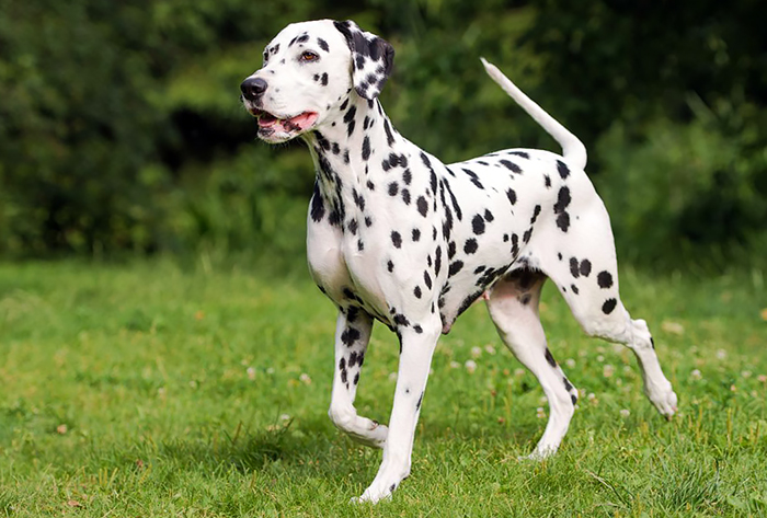 Dalmatian