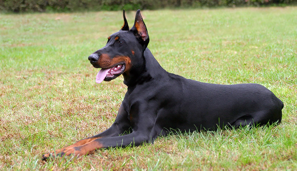 Doberman Pinscher