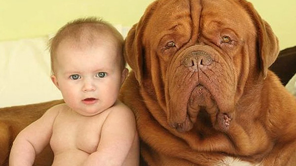 dogue de bordeaux temperament courageous