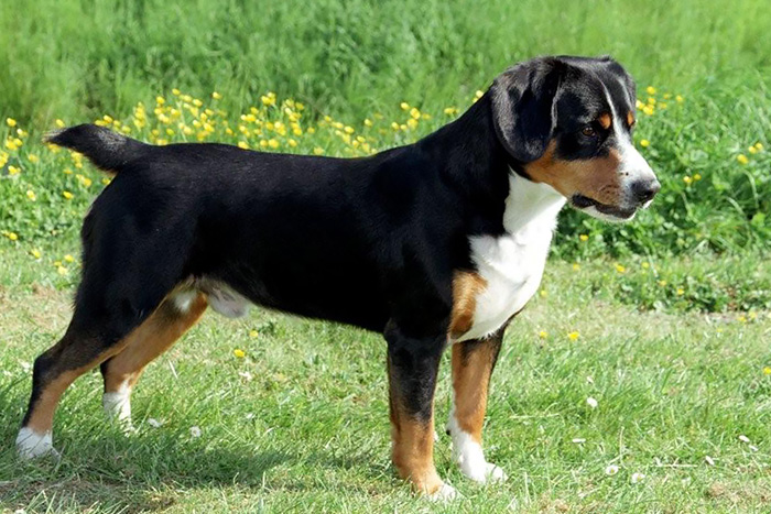 entlebuch cattle dog