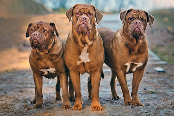 Dogue de Bordeaux breed | Photos 