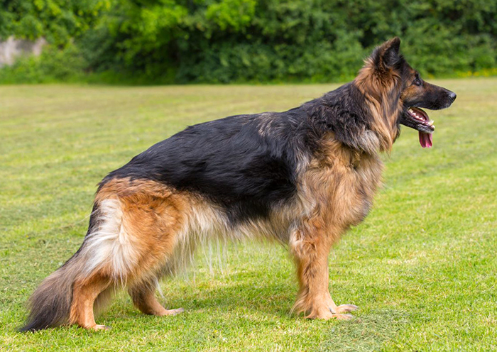 German Shepherd dog breed