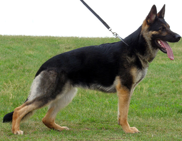 German Shepherd breed | Photos, temperaments and trivia about the breed