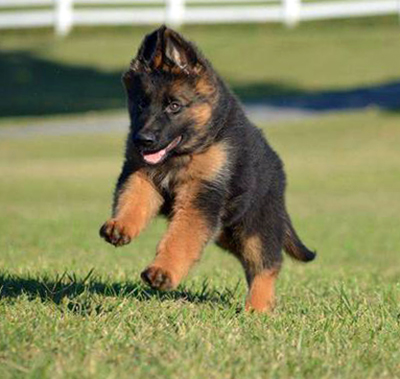 German Shepherd breed | Photos, temperaments and trivia about the breed