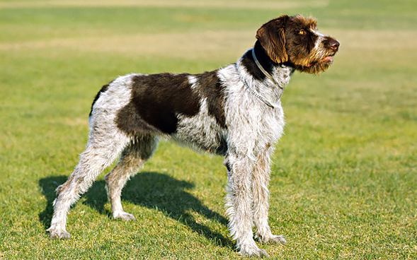 German Wirehaired Pointer dog breed