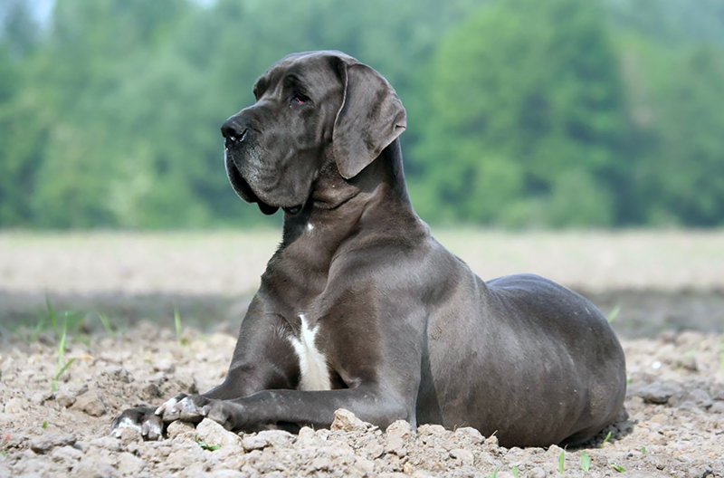 Great Dane