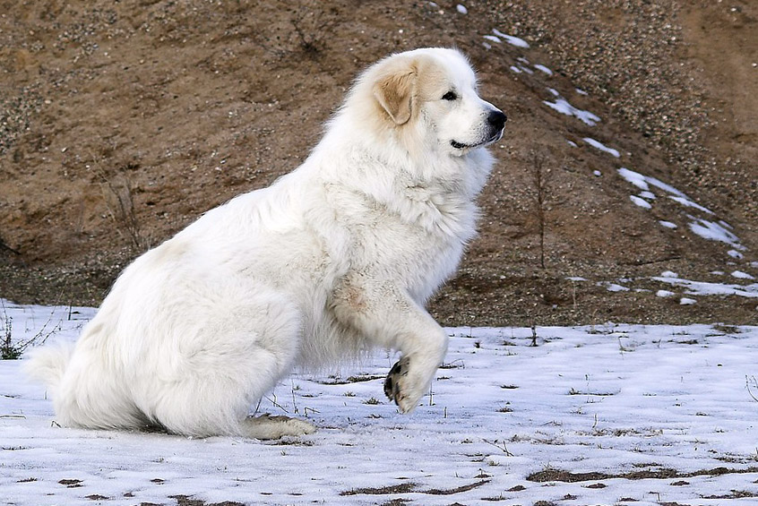 Great Pyrenean Mountain Dog