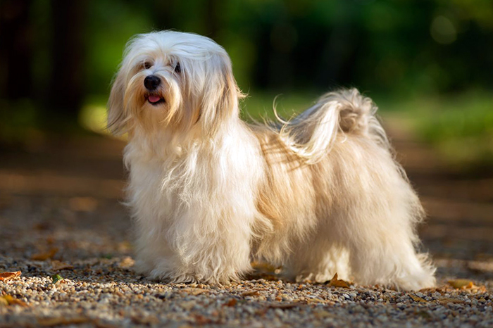 havanese dog long hair dogs