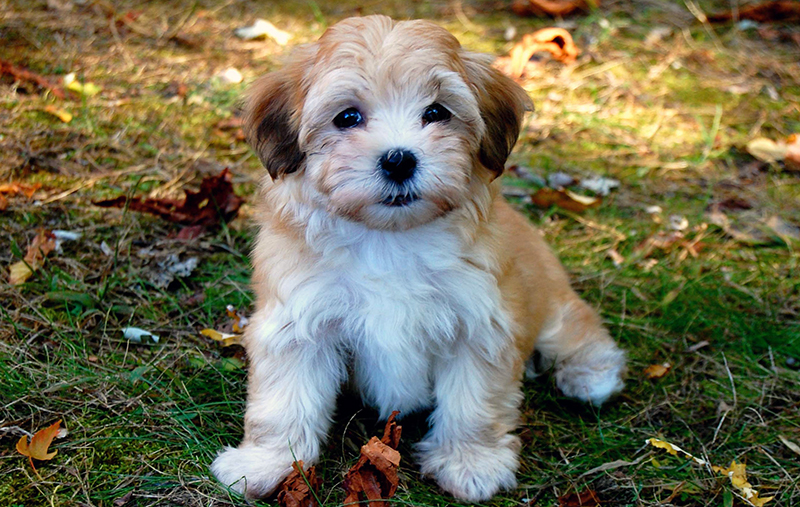 Havanese dog breed | Photos, temperaments and trivia about the breed