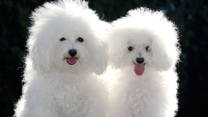 Bichon Frise Breed Photos Temperaments And Trivia About The Breed