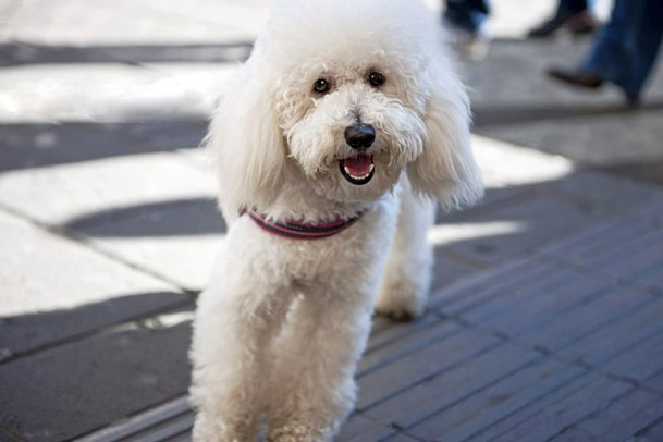 Bichon Frise Breed Photos Temperaments And Trivia About The Breed