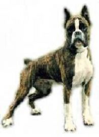 bullboxer taille grand ou petit