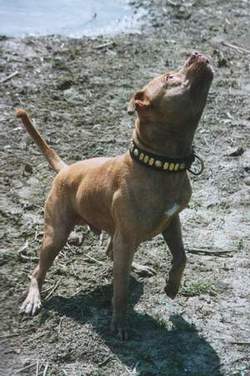 Bilder von American Pit Bull Terrier