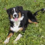 Australischer Schäferhund