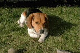 Beagle auf dem Rasen