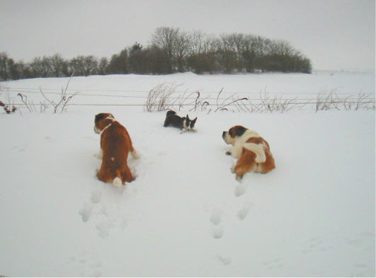Bernhardiner im Schnee
