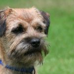 Border Terrier