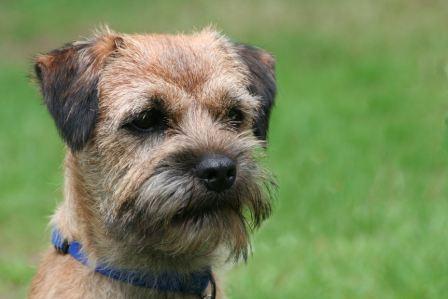 Border Terrier