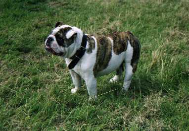 Englische Bulldogge auf dem Rasen