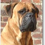 Bullmastiff