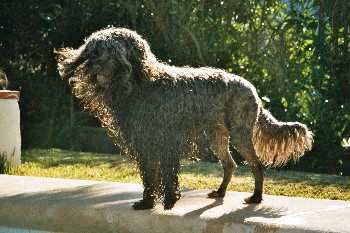 Portugiesischer Wasserhund