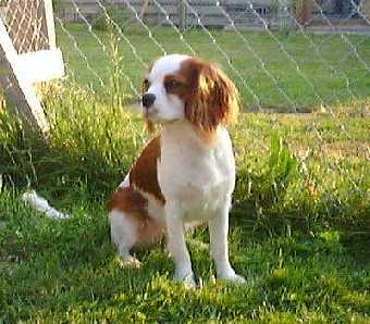 Cavalier King Charles Spaniel auf dem Rasen