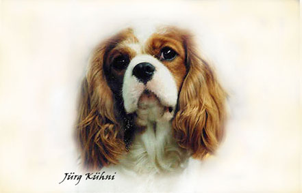 Cavalier King Charles Spaniel Portrait