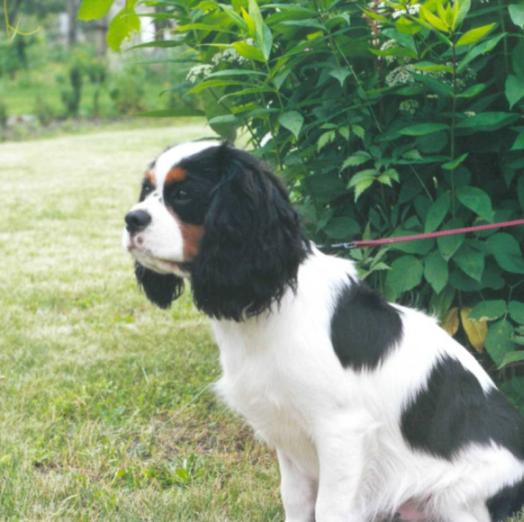 Bilder von Cavalier King Charles Spaniel