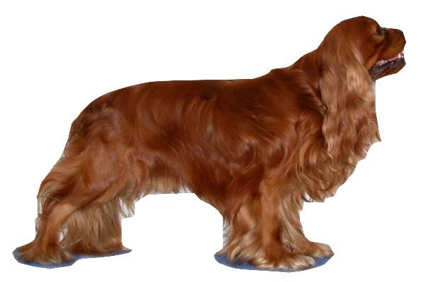 Foto von Cavalier King Charles Spaniel