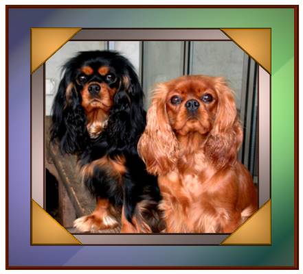 Cavalier King Charles Spaniel Portrait