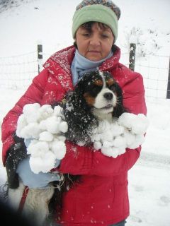 Cavalier King Charles Spaniel im Schnee